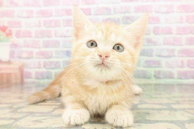 福井県のスコティッシュフォールド (Coo&RIKU福井店/2026年1月4日生まれ/女の子/レッドタビー)の子猫の1枚目の画像