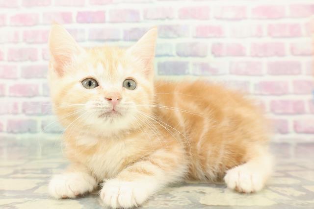 福井県のスコティッシュフォールド (Coo&RIKU福井店/2026年1月4日生まれ/女の子/レッドタビー)の子猫の2枚目の画像