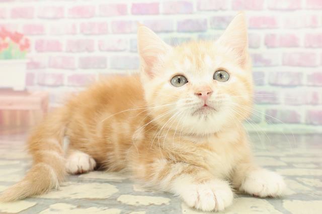 福井県のスコティッシュフォールド (Coo&RIKU福井店/2026年1月4日生まれ/女の子/レッドタビー)の子猫の3枚目の画像