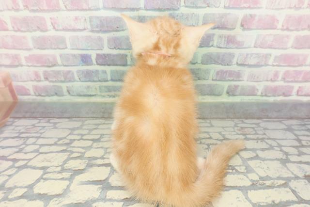 福井県のスコティッシュフォールド (Coo&RIKU福井店/2026年1月4日生まれ/女の子/レッドタビー)の子猫の4枚目の画像
