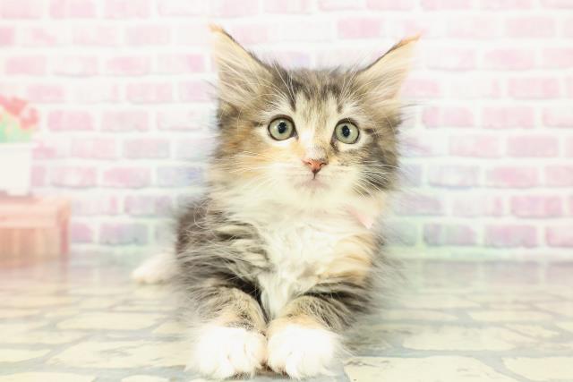 北海道のメインクーン (Coo&RIKU北見店/2025年12月25日生まれ/女の子/ブラウンパッチドタビーホワイト)の子猫の1枚目の画像