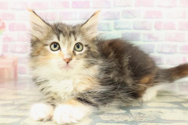 北海道のメインクーン (Coo&RIKU北見店/2025年12月25日生まれ/女の子/ブラウンパッチドタビーホワイト)の子猫の2枚目の画像