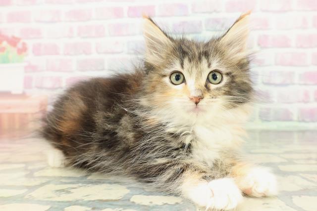 北海道のメインクーン (Coo&RIKU北見店/2025年12月25日生まれ/女の子/ブラウンパッチドタビーホワイト)の子猫の3枚目の画像