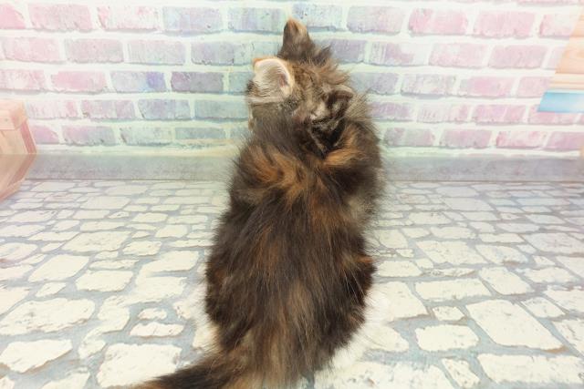 北海道のメインクーン (Coo&RIKU北見店/2025年12月25日生まれ/女の子/ブラウンパッチドタビーホワイト)の子猫の4枚目の画像