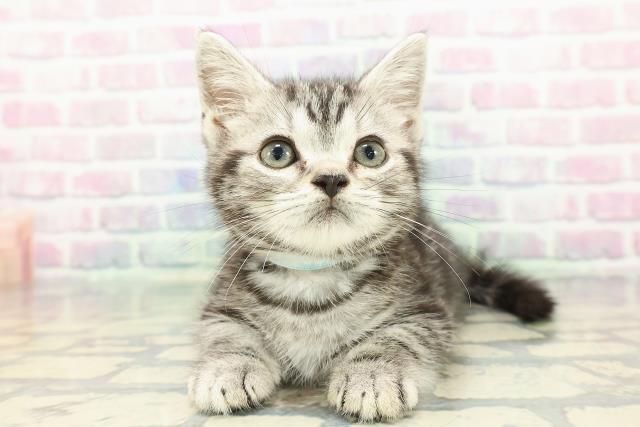 アメリカンショートヘアー