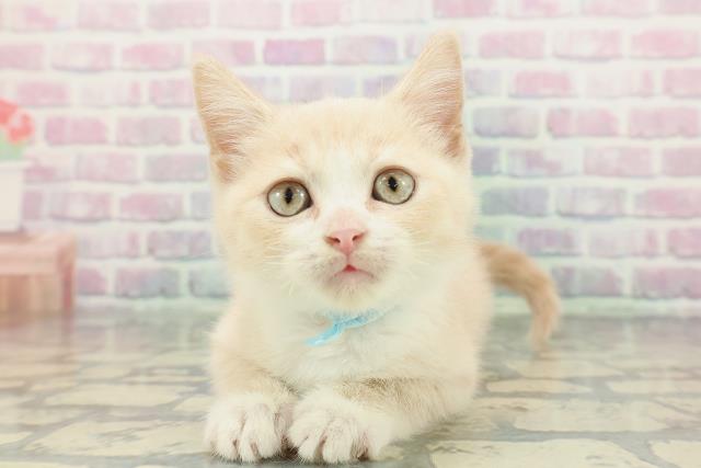 静岡県のブリティッシュショートヘアー (Coo&RIKU掛川店/2025年12月26日生まれ/男の子/クリームタビーホワイト)の子猫