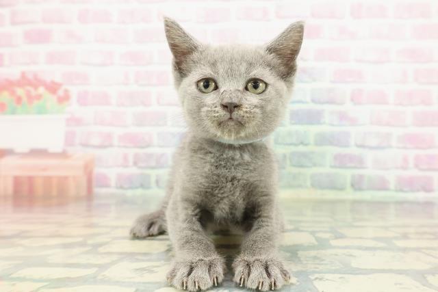 静岡県のブリティッシュショートヘアー (Coo&RIKU富士店/2025年12月26日生まれ/男の子/ブルー)の子猫の1枚目の画像