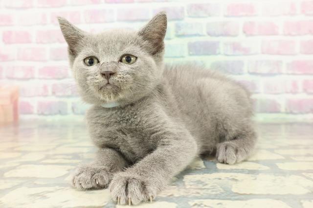 静岡県のブリティッシュショートヘアー (Coo&RIKU富士店/2025年12月26日生まれ/男の子/ブルー)の子猫の2枚目の画像