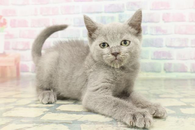 静岡県のブリティッシュショートヘアー (Coo&RIKU富士店/2025年12月26日生まれ/男の子/ブルー)の子猫の3枚目の画像