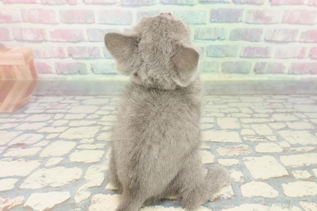 静岡県のブリティッシュショートヘアー (Coo&RIKU富士店/2025年12月26日生まれ/男の子/ブルー)の子猫の4枚目の画像