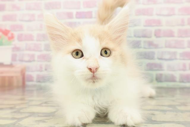 北海道のメインクーン (Coo&RIKU旭川店/2025年12月21日生まれ/男の子/クリームホワイト)の子猫