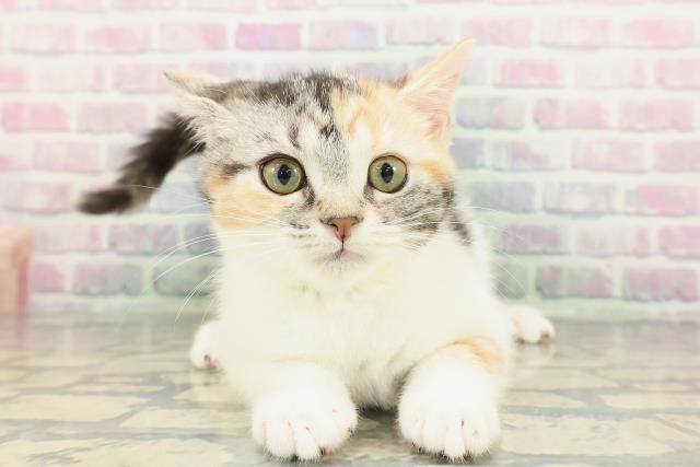 埼玉県のスコティッシュフォールド (Coo&RIKUアニマルケアセンター大宮/2025年12月29日生まれ/女の子/シルバーパッチドタビーホワイト)の子猫の1枚目の画像