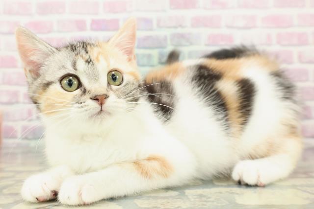 埼玉県のスコティッシュフォールド (Coo&RIKUアニマルケアセンター大宮/2025年12月29日生まれ/女の子/シルバーパッチドタビーホワイト)の子猫の2枚目の画像