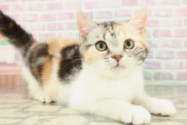 埼玉県のスコティッシュフォールド (Coo&RIKUアニマルケアセンター大宮/2025年12月29日生まれ/女の子/シルバーパッチドタビーホワイト)の子猫の3枚目の画像