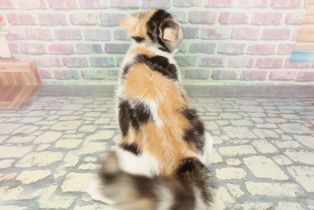 埼玉県のスコティッシュフォールド (Coo&RIKUアニマルケアセンター大宮/2025年12月29日生まれ/女の子/シルバーパッチドタビーホワイト)の子猫の4枚目の画像