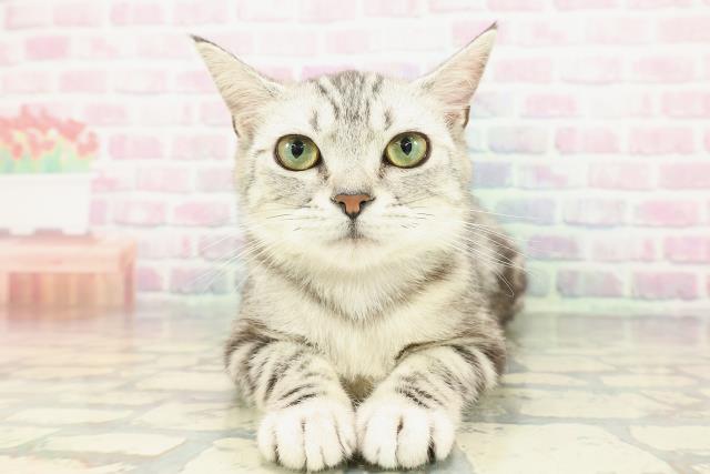 北海道のアメリカンショートヘアー (Coo&RIKU室蘭店/2025年6月5日生まれ/女の子/シルバータビー)の子猫