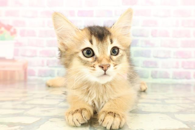 東京都のソマリ (Coo&RIKU武蔵小山店/2026年1月1日生まれ/女の子/ルディ)の子猫の1枚目の画像