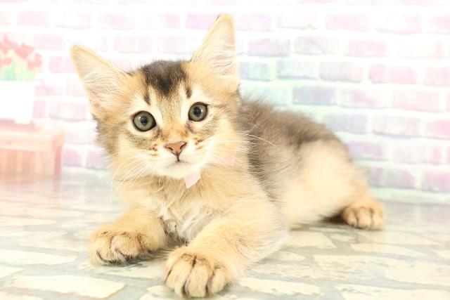 東京都のソマリ (Coo&RIKU武蔵小山店/2026年1月1日生まれ/女の子/ルディ)の子猫の2枚目の画像