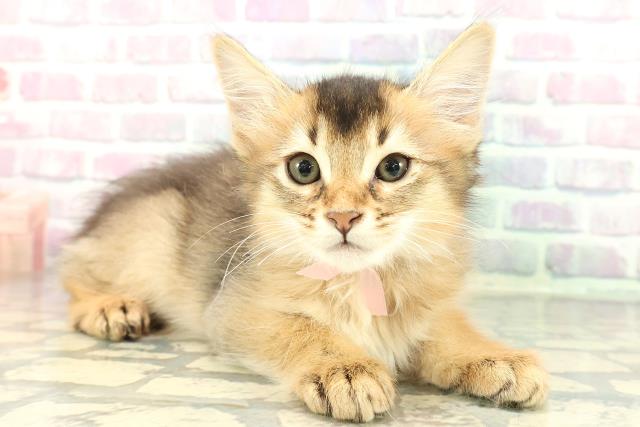 東京都のソマリ (Coo&RIKU武蔵小山店/2026年1月1日生まれ/女の子/ルディ)の子猫の3枚目の画像