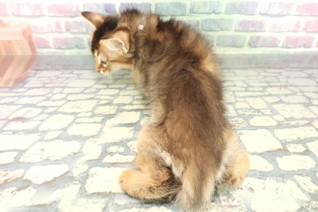 東京都のソマリ (Coo&RIKU武蔵小山店/2026年1月1日生まれ/女の子/ルディ)の子猫の4枚目の画像