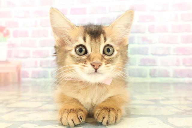 東京都のソマリ (Coo&RIKU新宿三丁目店/2026年1月1日生まれ/女の子/ルディ)の子猫