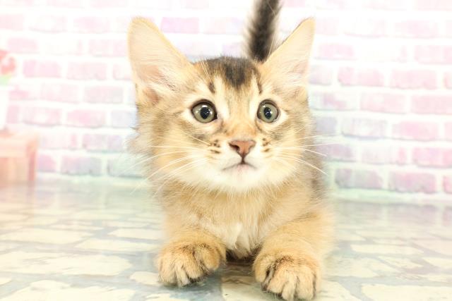 静岡県のソマリ (Coo&RIKU富士店/2026年1月1日生まれ/男の子/ルディ)の子猫の1枚目の画像