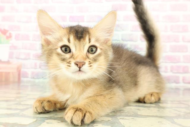 静岡県のソマリ (Coo&RIKU富士店/2026年1月1日生まれ/男の子/ルディ)の子猫の2枚目の画像