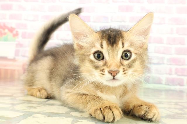 静岡県のソマリ (Coo&RIKU富士店/2026年1月1日生まれ/男の子/ルディ)の子猫の3枚目の画像