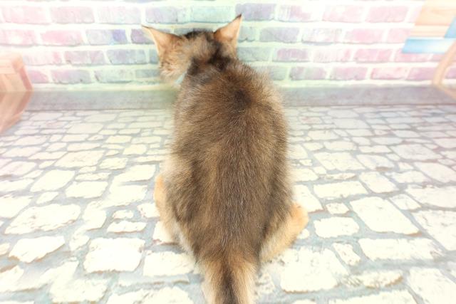 静岡県のソマリ (Coo&RIKU富士店/2026年1月1日生まれ/男の子/ルディ)の子猫の4枚目の画像