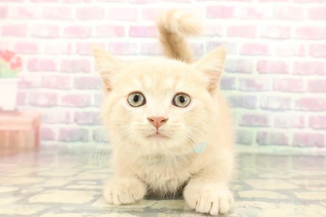 石川県のスコティッシュフォールド (Coo&RIKUイオン野々市南店/2026年1月1日生まれ/男の子/クリームタビー)の子猫の1枚目の画像