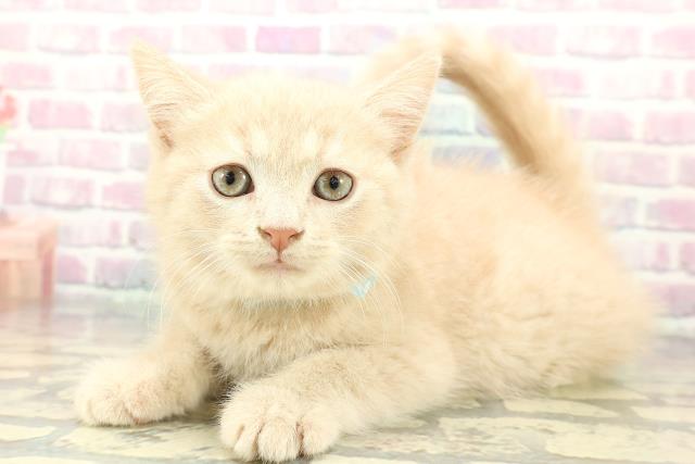 石川県のスコティッシュフォールド (Coo&RIKUイオン野々市南店/2026年1月1日生まれ/男の子/クリームタビー)の子猫の2枚目の画像