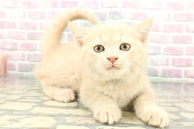 石川県のスコティッシュフォールド (Coo&RIKUイオン野々市南店/2026年1月1日生まれ/男の子/クリームタビー)の子猫の3枚目の画像