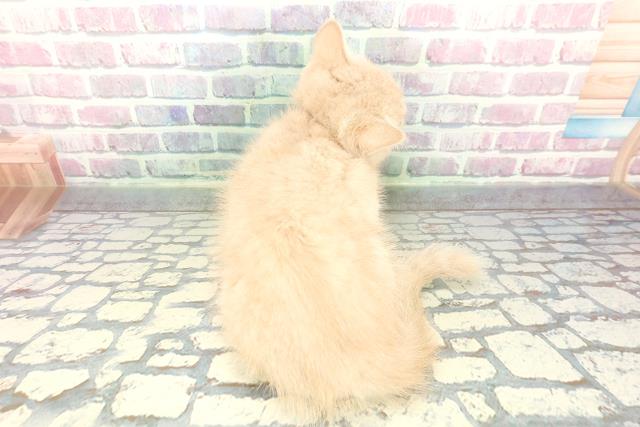 石川県のスコティッシュフォールド (Coo&RIKUイオン野々市南店/2026年1月1日生まれ/男の子/クリームタビー)の子猫の4枚目の画像