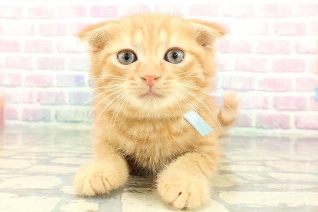 静岡県のスコティッシュフォールド (Coo&RIKU藤枝店/2026年1月1日生まれ/男の子/レッドタビー)の子猫の1枚目の画像