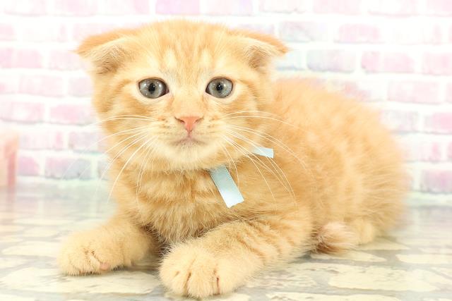 静岡県のスコティッシュフォールド (Coo&RIKU藤枝店/2026年1月1日生まれ/男の子/レッドタビー)の子猫の2枚目の画像