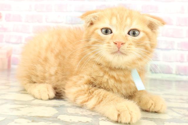 静岡県のスコティッシュフォールド (Coo&RIKU藤枝店/2026年1月1日生まれ/男の子/レッドタビー)の子猫の3枚目の画像