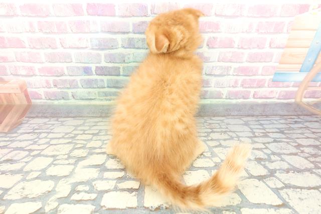 静岡県のスコティッシュフォールド (Coo&RIKU藤枝店/2026年1月1日生まれ/男の子/レッドタビー)の子猫の4枚目の画像