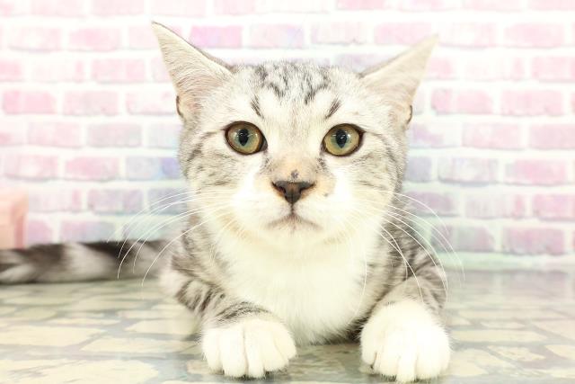 北海道のマンチカン (Coo&RIKU旭川店/2025年10月26日生まれ/男の子/シルバータビーホワイト)の子猫