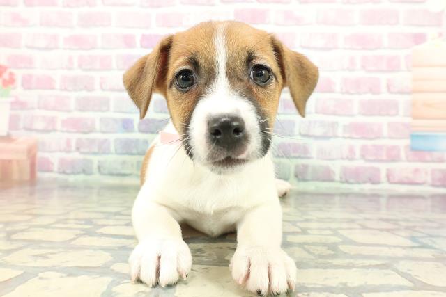 静岡県のジャックラッセルテリア (Coo&RIKU沼津店/2026年1月2日生まれ/女の子/ホワイトタン)の子犬の1枚目の画像