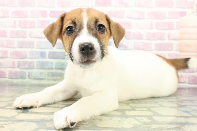 静岡県のジャックラッセルテリア (Coo&RIKU沼津店/2026年1月2日生まれ/女の子/ホワイトタン)の子犬の2枚目の画像