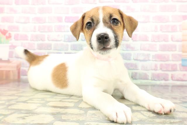 静岡県のジャックラッセルテリア (Coo&RIKU沼津店/2026年1月2日生まれ/女の子/ホワイトタン)の子犬の3枚目の画像