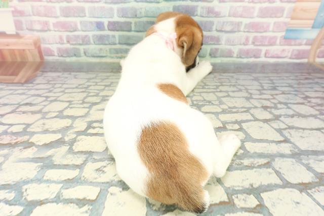 静岡県のジャックラッセルテリア (Coo&RIKU沼津店/2026年1月2日生まれ/女の子/ホワイトタン)の子犬の4枚目の画像