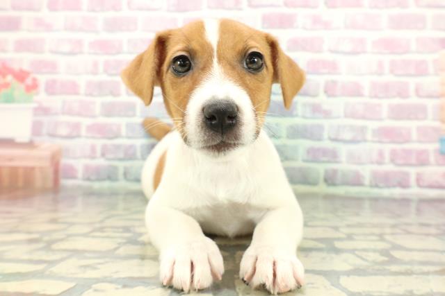 ジャックラッセルテリア