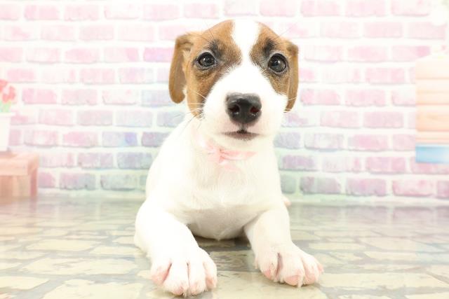静岡県のジャックラッセルテリア (Coo&RIKU浜松店/2026年1月2日生まれ/女の子/ホワイトタン)の子犬の1枚目の画像
