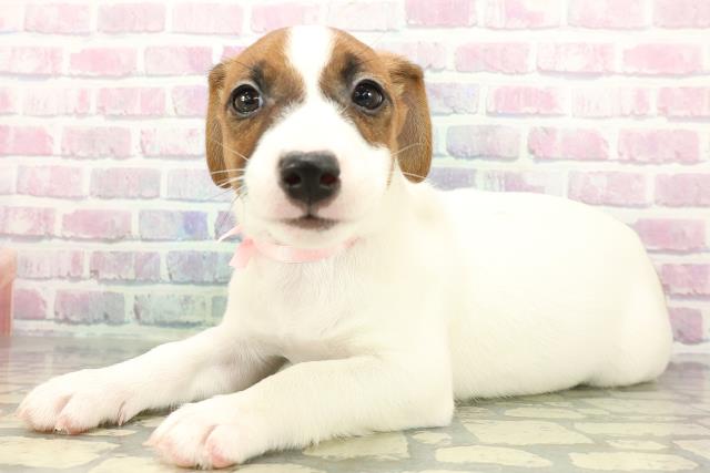 静岡県のジャックラッセルテリア (Coo&RIKU浜松店/2026年1月2日生まれ/女の子/ホワイトタン)の子犬の2枚目の画像