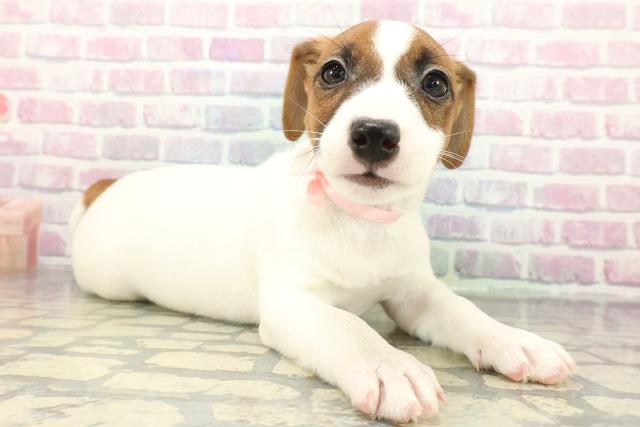 静岡県のジャックラッセルテリア (Coo&RIKU浜松店/2026年1月2日生まれ/女の子/ホワイトタン)の子犬の3枚目の画像