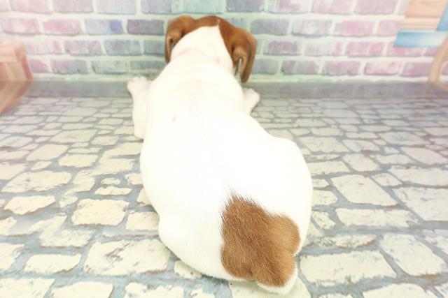 静岡県のジャックラッセルテリア (Coo&RIKU浜松店/2026年1月2日生まれ/女の子/ホワイトタン)の子犬の4枚目の画像
