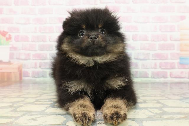 福井県のポメラニアン (Coo&RIKU福井店/2026年1月4日生まれ/女の子/ブラックタン)の子犬の1枚目の画像