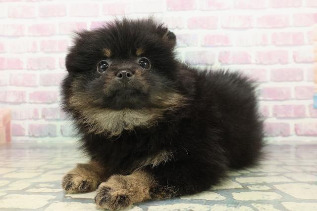 福井県のポメラニアン (Coo&RIKU福井店/2026年1月4日生まれ/女の子/ブラックタン)の子犬の2枚目の画像