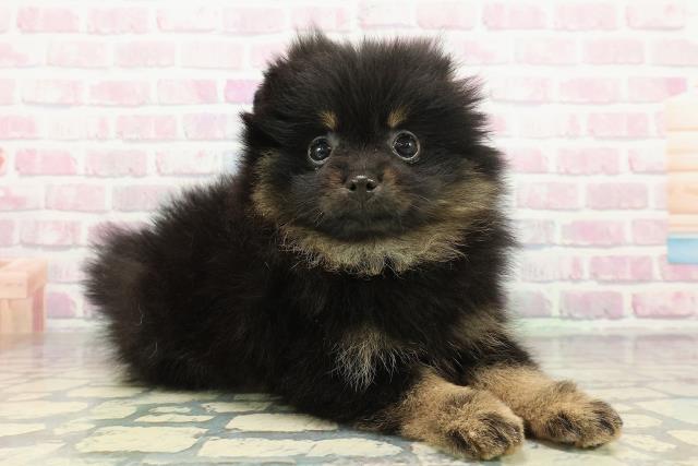 福井県のポメラニアン (Coo&RIKU福井店/2026年1月4日生まれ/女の子/ブラックタン)の子犬の3枚目の画像